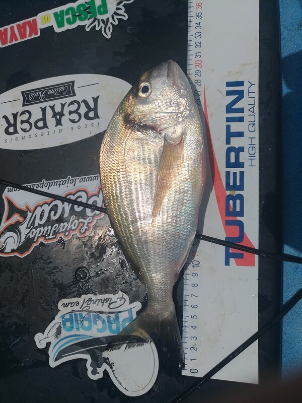 Fish Measure Picture